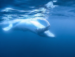 Adult Male Humpback Whale by Jenny Strömvoll 